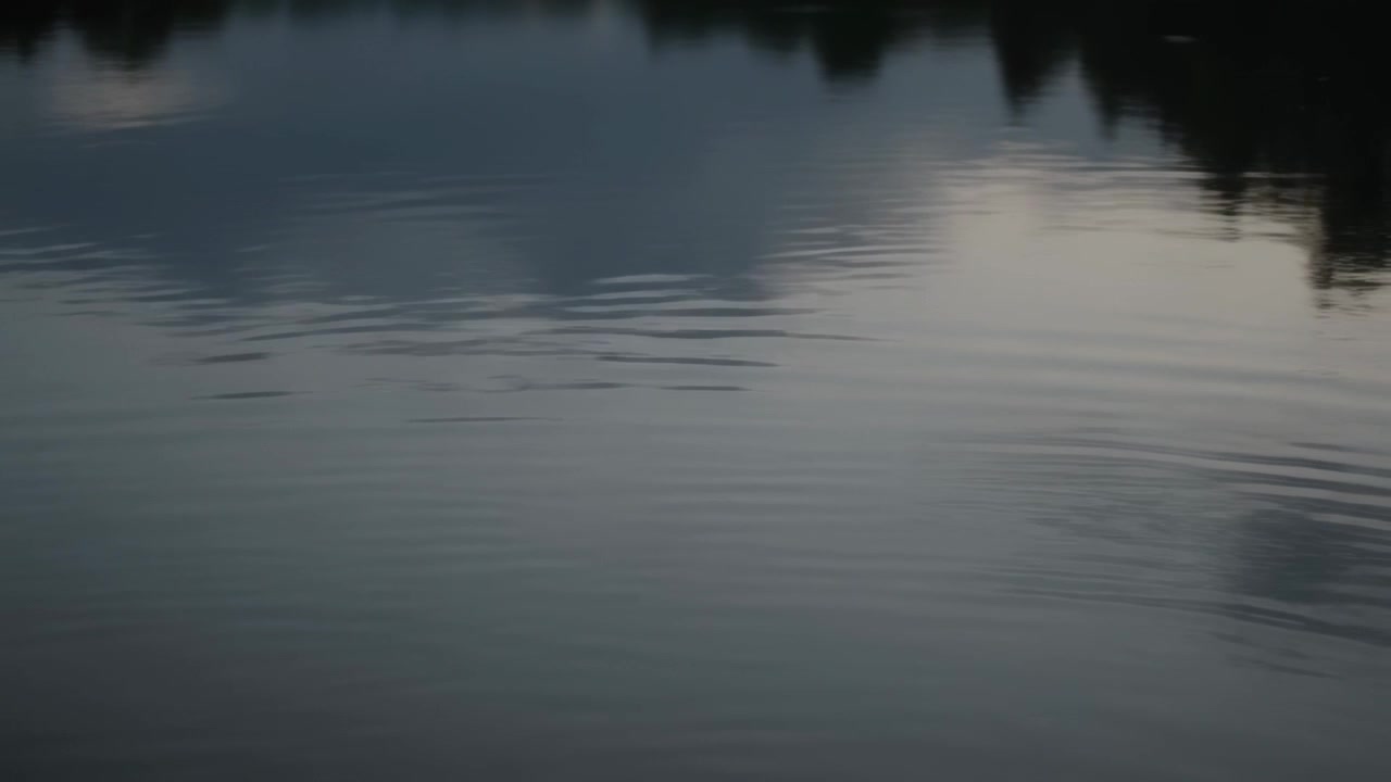 Forming concentric ripples, lake surface responding to light breeze at dusk, reflecting treeline