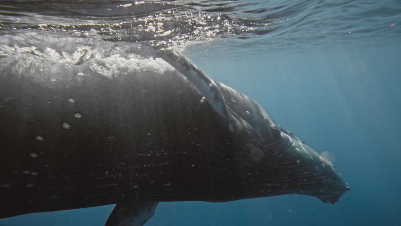Closeup of underside ridges and pectoral fins of Humpback whale hitting water surface