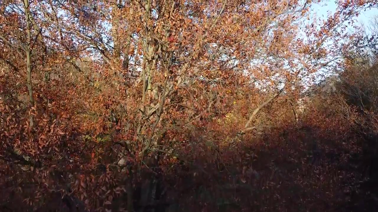 Sonbahar parkındaki ağaçlar.
