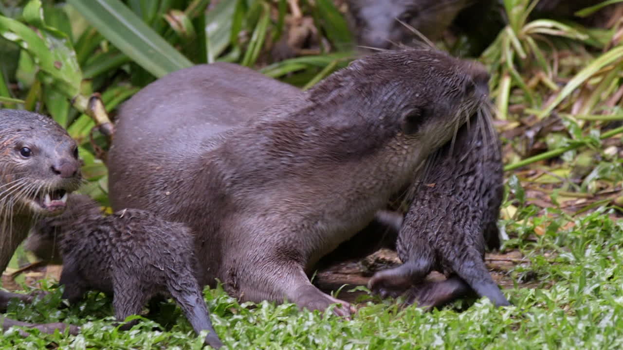 Black Smooth Coated Otter Mother Picking Up Her Pups One By One And Bringing To Their Holt - Slow Motion