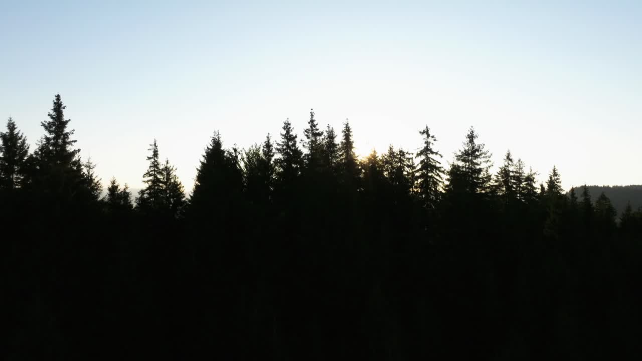 Sunlight breaking over a dense pine forest on a clear morning creating a serene natural scene