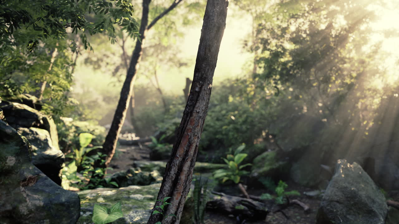 울창한 숲을 가로질러 가는 길