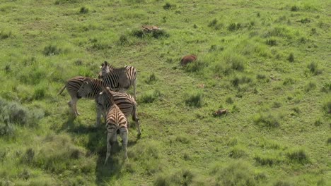 Drone-aerial-footage-of-a-Zebra-play-fighting-on-a-summers-grass-savannah