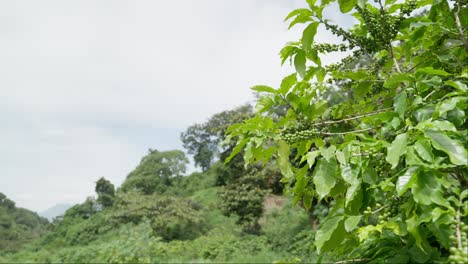 árbol-De-Café-Con-Granos-Fructíferos-Ondea-Suavemente-En-El-Viento,-Espacio-Para-Texto