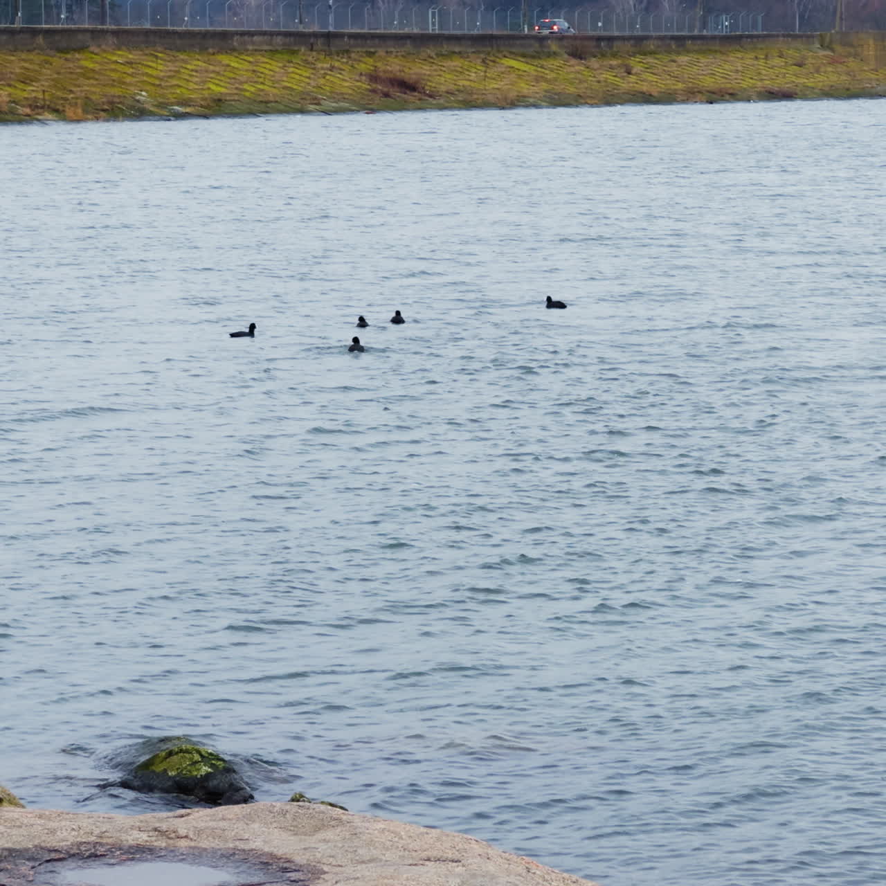 A few black birds at the waterfront fly away further to the pond. Mallard ducks on the river in autumn.