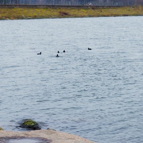 a few black birds at the waterfront fly away further to the pond. mallard ducks on the river in autumn.