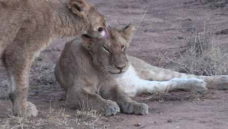 a tender moment between young lions as they groom each other