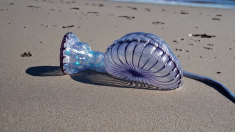 portuguese man o' war washed ashore on a beach