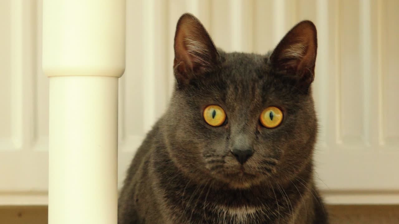 el gato azul ruso mira al medio maravillosamente