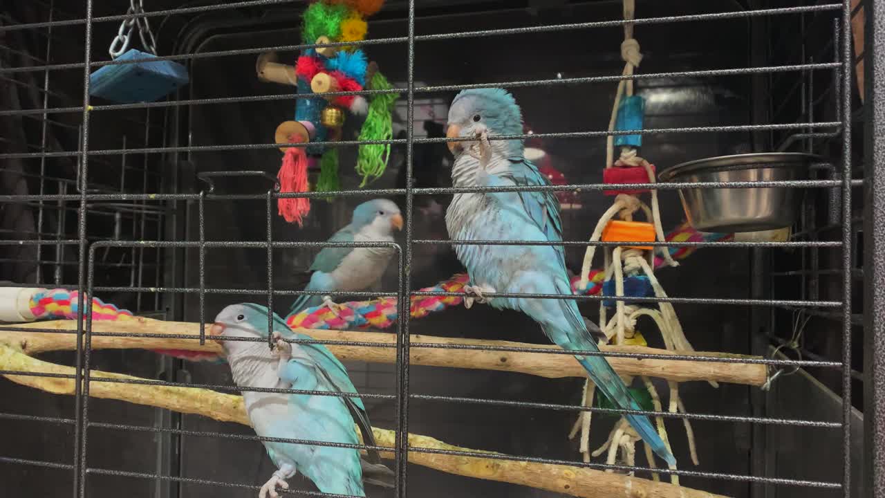 귀엽고 사교적인 푸른 수도사 앵무새는 크고 화려한 새장을 탐험합니다