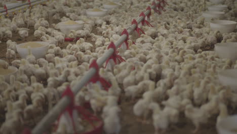 granja de pollo moderna. empleado comprobando los pollitos