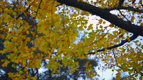 Parque-De-Otoño-Hojas-Amarillas-Balanceándose-En-Los-árboles