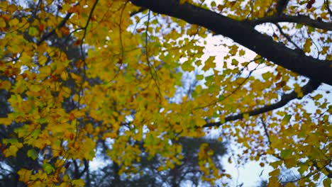 parque de otoño hojas amarillas meciéndose en los árboles