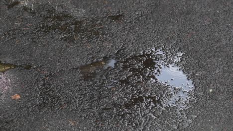 static view of rain falling in a small puddle on concrete that reflects the light sky above