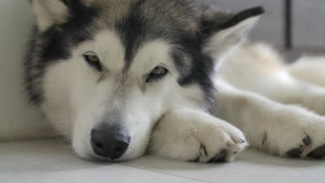 closeup of a sleepy alaskan malamute