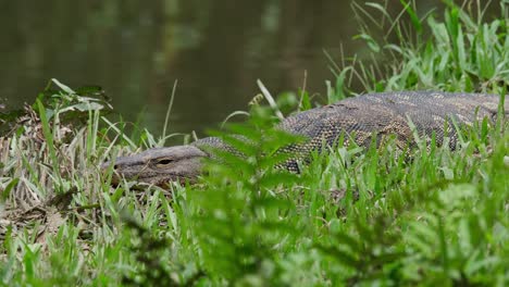 Cámara-Alejando-Este-Reptil-Descansando-Sobre-La-Hierba-En-El-Arroyo,-Monitor-De-Agua-Varanus-Salvator,-Tailandia