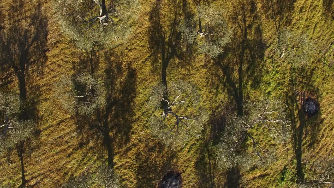 올리브 나무 평면도. 올리브 농장