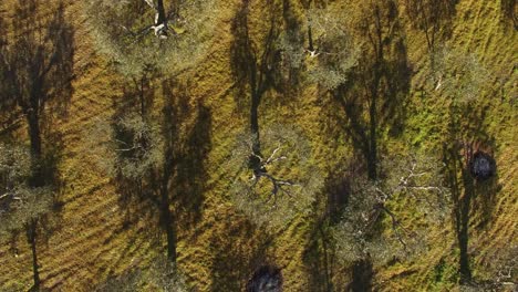 olive trees top view. olive plantation