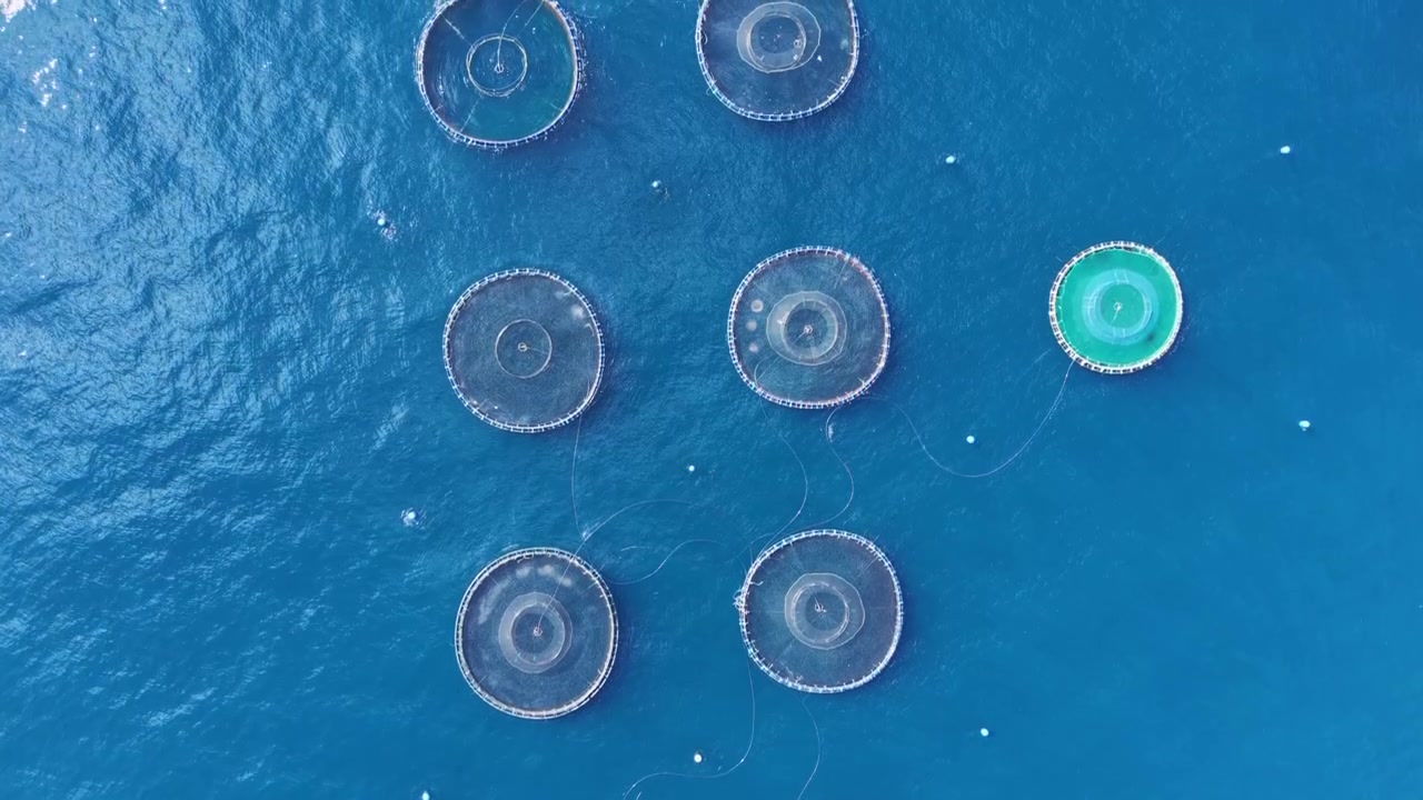 Overhead view of seven circular fish farm cages floating on deep blue ocean water, one cage with a distinctive green rim standing out among the grey net enclosures