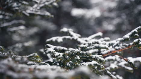 beautiful winter pine tree branch covered in snow