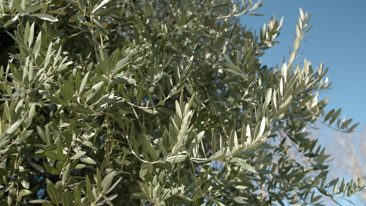 Ulivo con una folta e rigogliosa chioma che si muove nel vento.