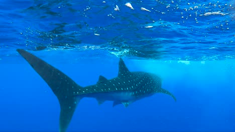 tiburón ballena nadando en la distancia