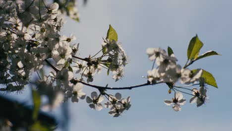 Hermosa-Rama-De-árbol-Con-Hojas-Florecientes-De-árbol-De-Navidad-A-La-Luz-Del-Sol-En-Cámara-Lenta-De-Mano-De-Primavera