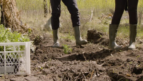 ativista afro-americana e ativista homem caucasiano plantando pequenas árvores na floresta