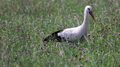 Weißstorch-Jagt-An-Sonnigen-Tagen-Im-Grünen-Blumenfeld,-Kamerafahrt-In-Zeitlupe