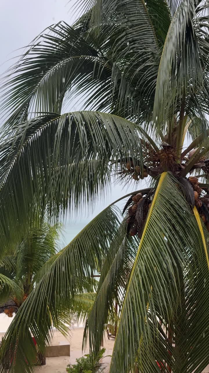 Palmeras en una playa tropical