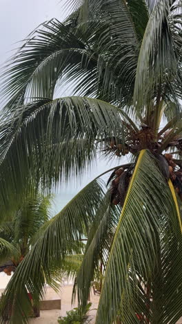 Palm trees on a tropical beach