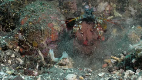 an aggressive mantis shrimp carrying eggs springs out from an underwater hole in the sand