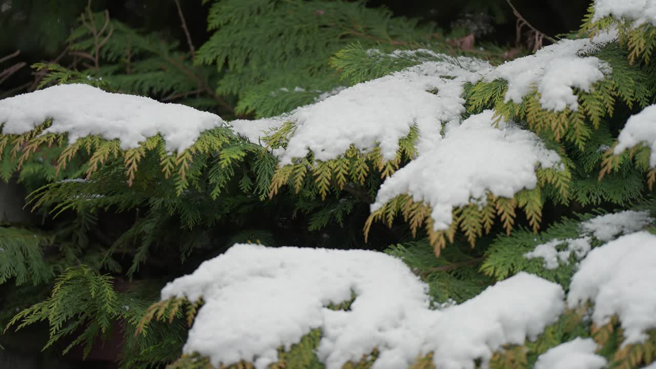 Light fresh snow on the green fern leaves