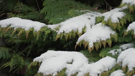 light fresh snow on the green fern leaves