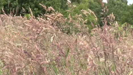 grasses blowing in wind