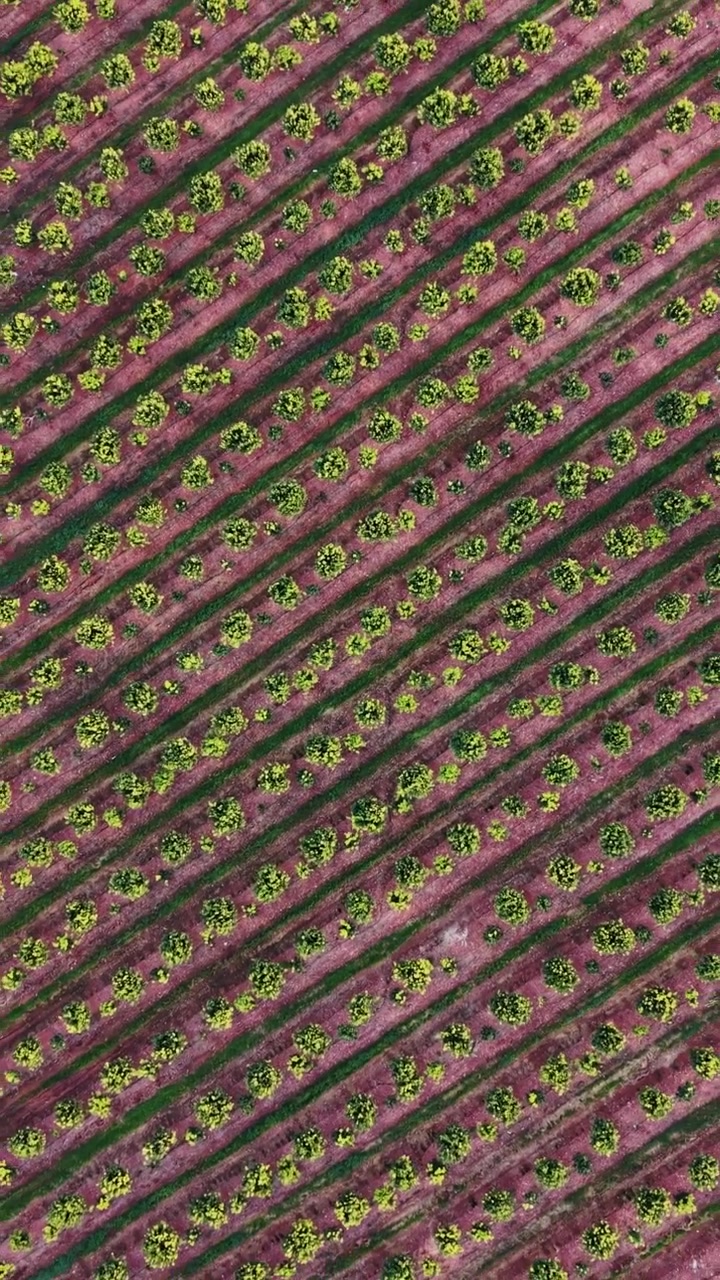 Fruit orchard in Spain with rows of trees and tilled land in daylight