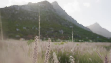 Beautiful-wheat-field-by-mountains-with-wind-blowing-on-a-cloudy-day