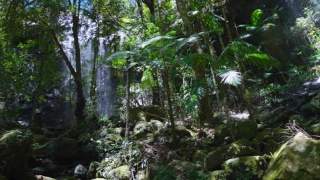 Springbrook-national-park,Twin-fall-circuit-in-the-middle-of-forest