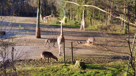 animales en el parque zoológico de hamburguesas alimentándose en un día soleado en arnhem, países bajos
