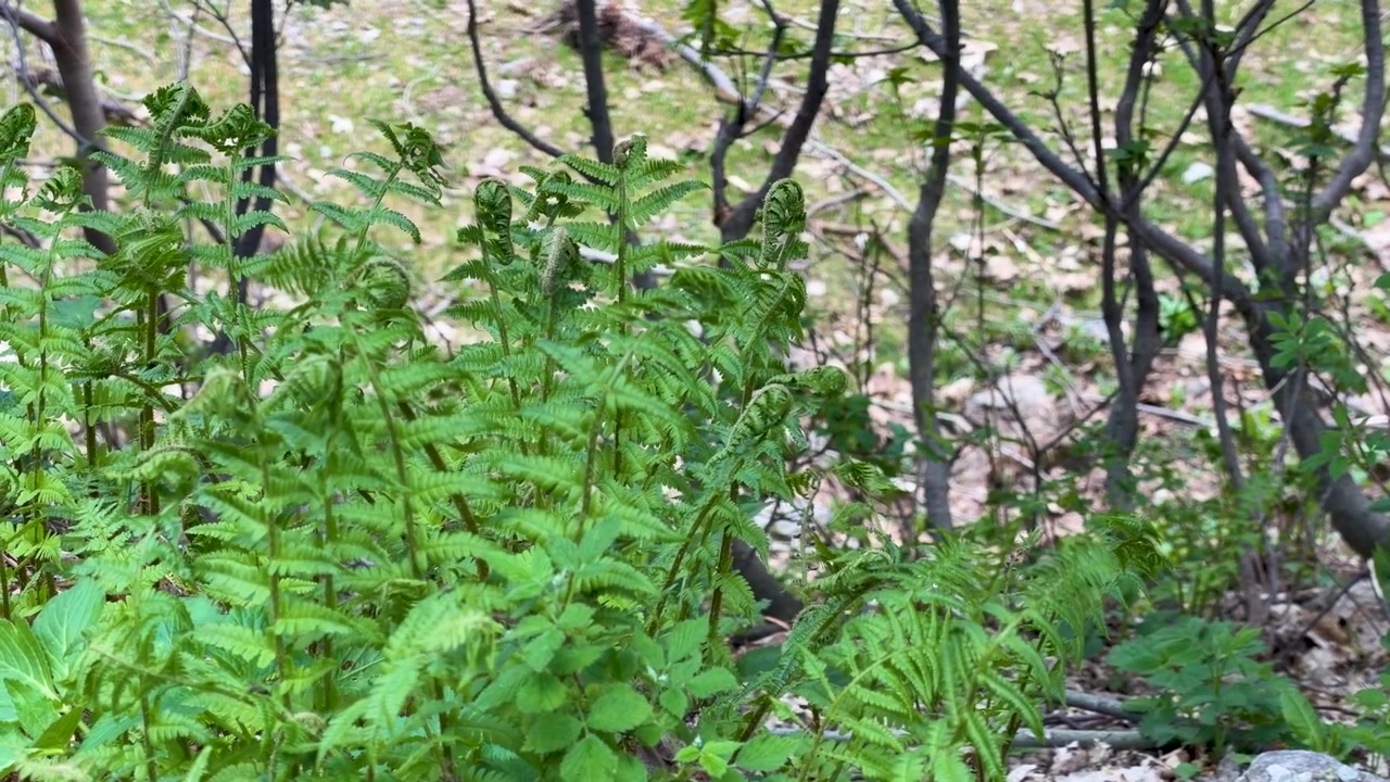 Fronde di felce penna di struzzo di un verde vivace si srotolano sul suolo di un bosco durante l'emergere primaverile