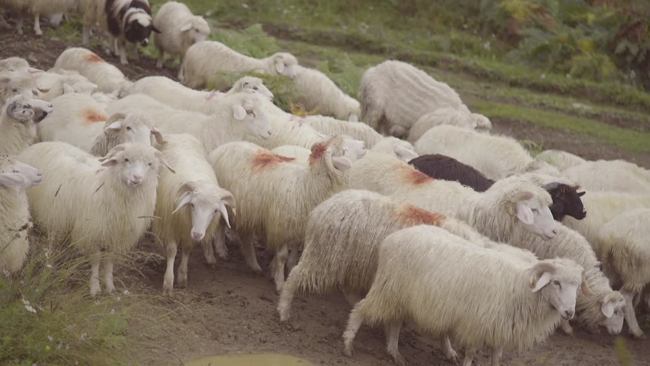 Pecore vengono radunate su una strada in Kosovo, Balcani.