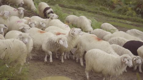 sheep are herded on a road in kosovo balkans