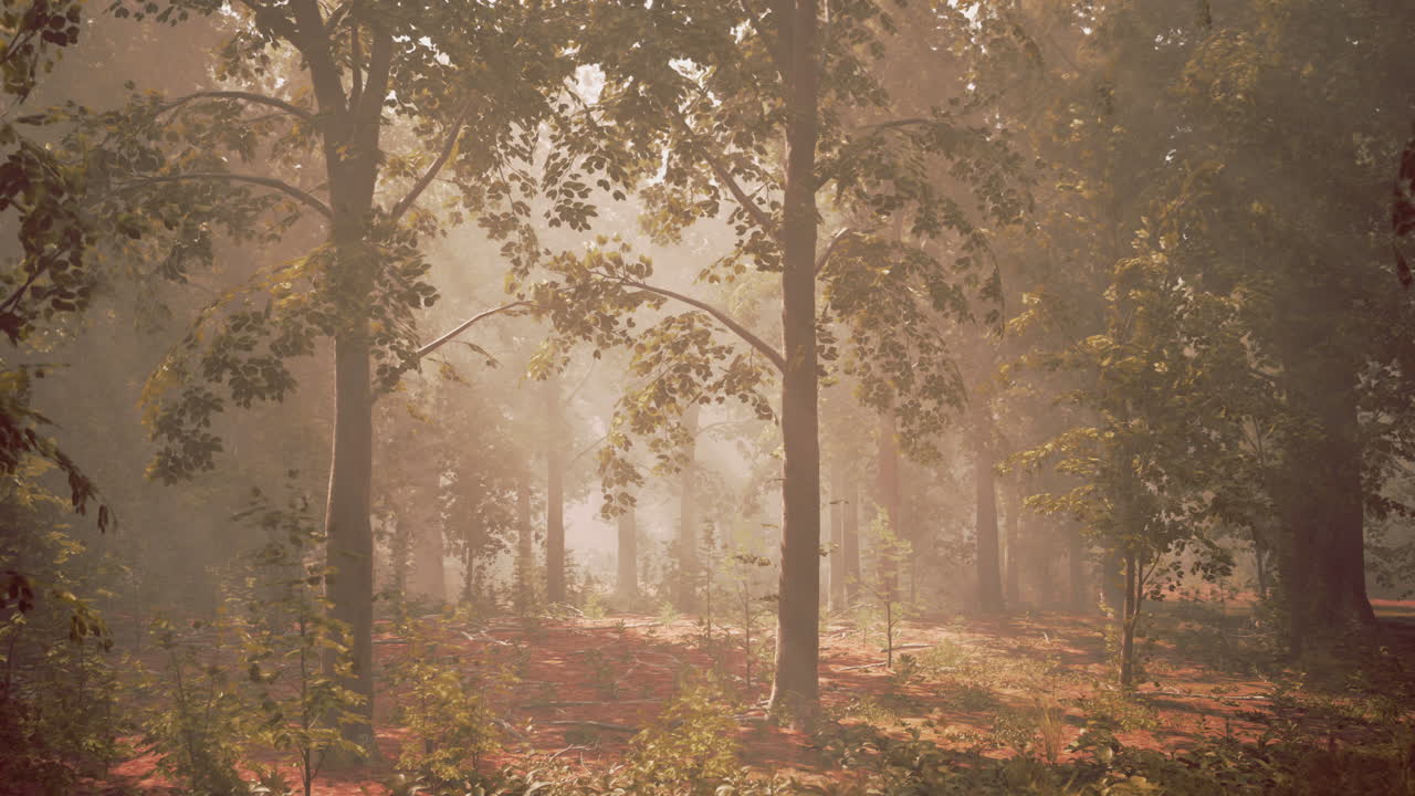 나무 를 통해 빛 이 필터링 되는 안개 숲