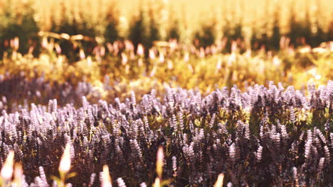 campo de lavanda en flor bajo los colores de la puesta de sol de verano