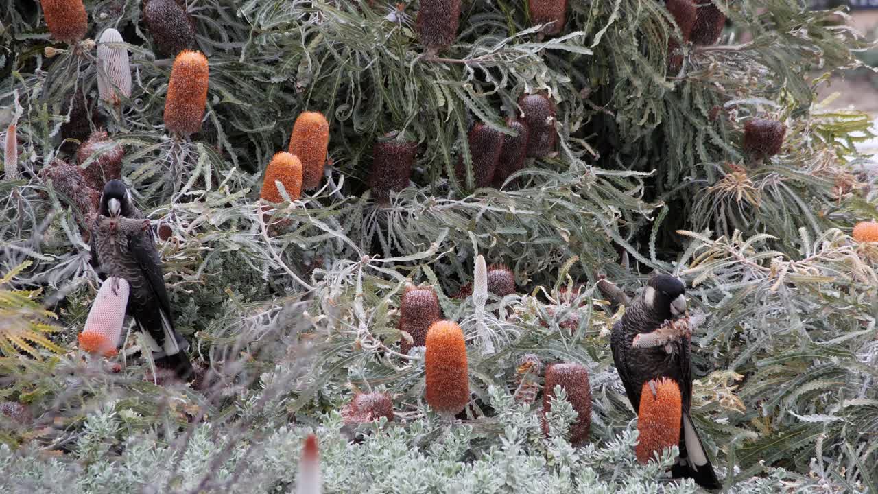 las cacatúas negras de carnaby se sientan en un árbol y comen una flor de banksia, australia