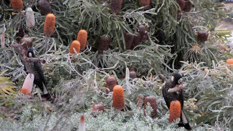 Carnaby's-Black-Cockatoos-sit-on-a-tree-and-eat-a-Banksia-flower,-Australia