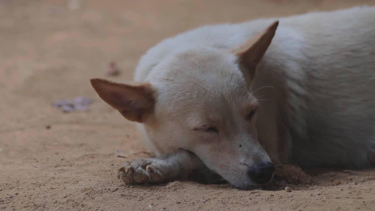 perro blanco durmiendo tirado en el suelo