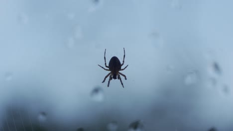 silhouette of a small spider, backyard animal with legs moving in slow motion