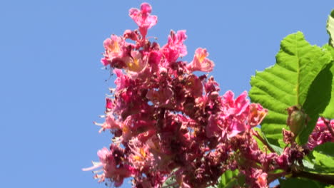 Branch-of-pink-flowers-and-green-leaf-of-a-chestnut-tree-from-India,-which-moves-with-the-wind,-blue-sky-background
