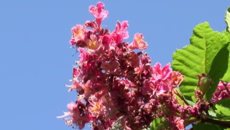 Rama-De-Flores-Rosas-Y-Hojas-Verdes-De-Un-Castaño-De-La-India,-Que-Se-Mueve-Con-El-Viento,-Fondo-Azul-Del-Cielo